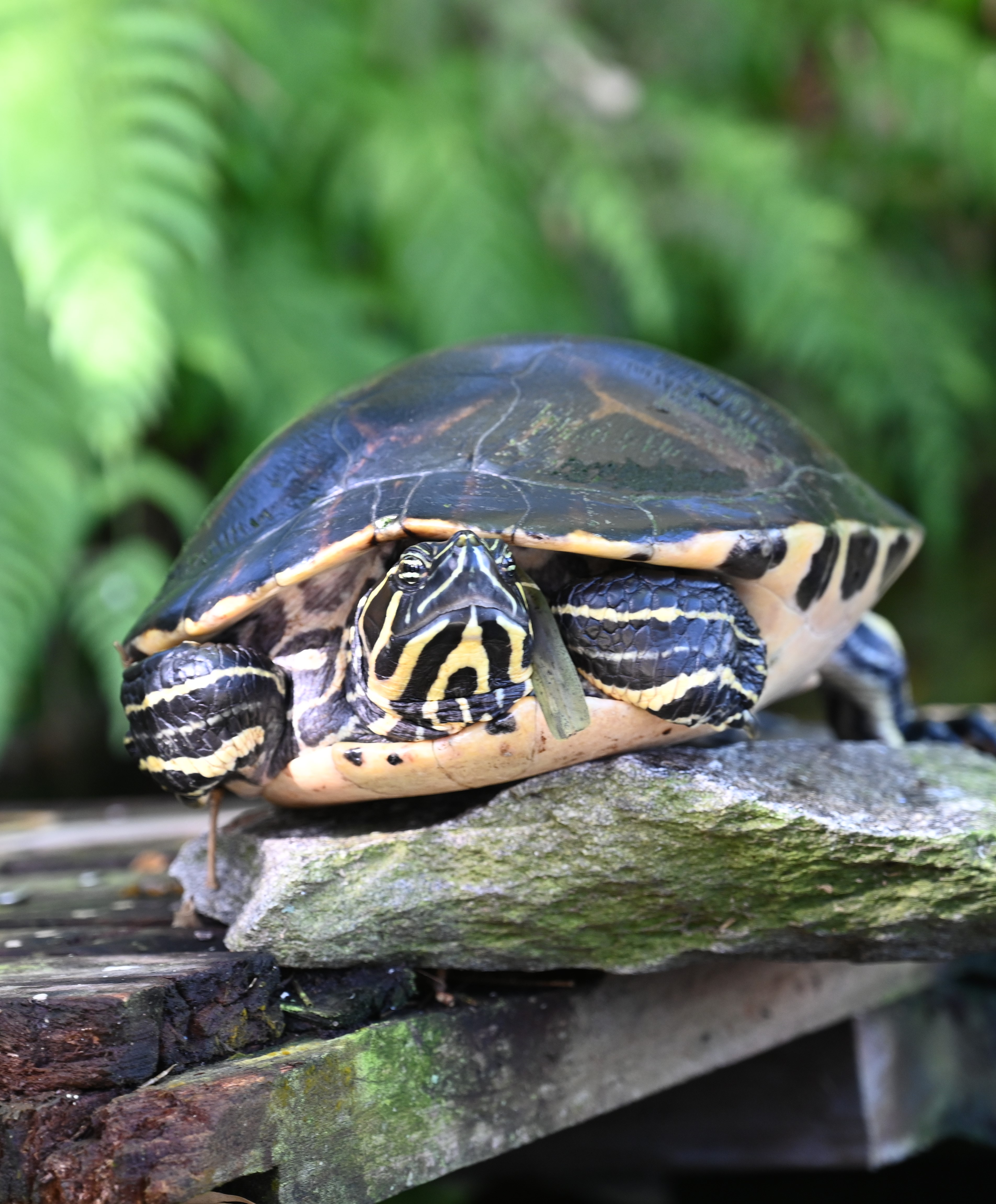 Turt Thanksgiving2022.JPG