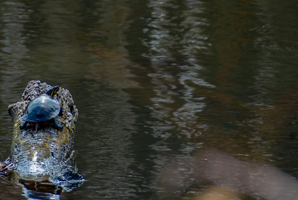 Turtle 1 (1 of 1).jpg