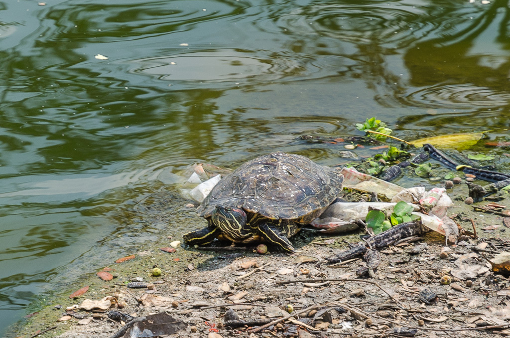 Turtle-at-Banbung-YPE-1.jpg