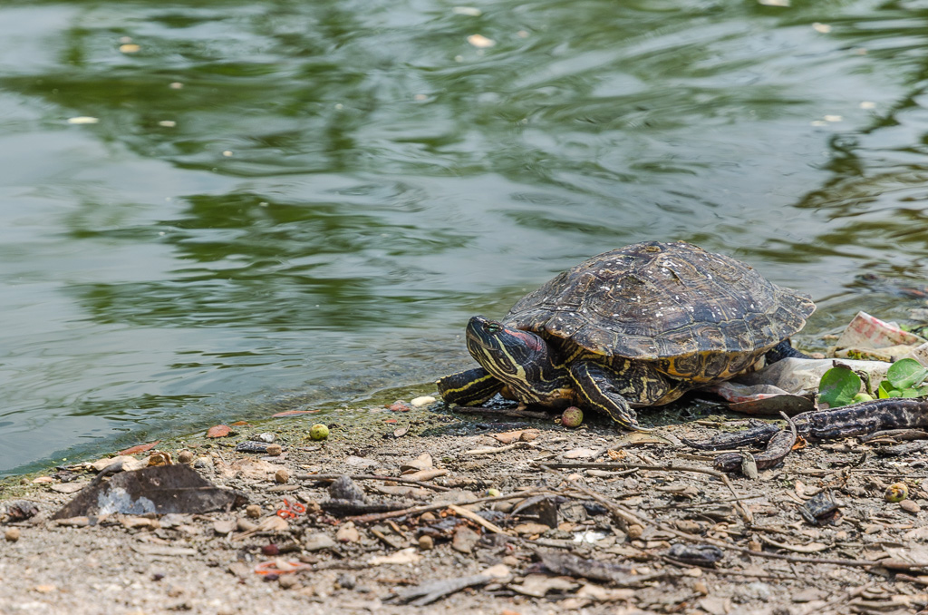 Turtle-at-Banbung-YPE-2.jpg
