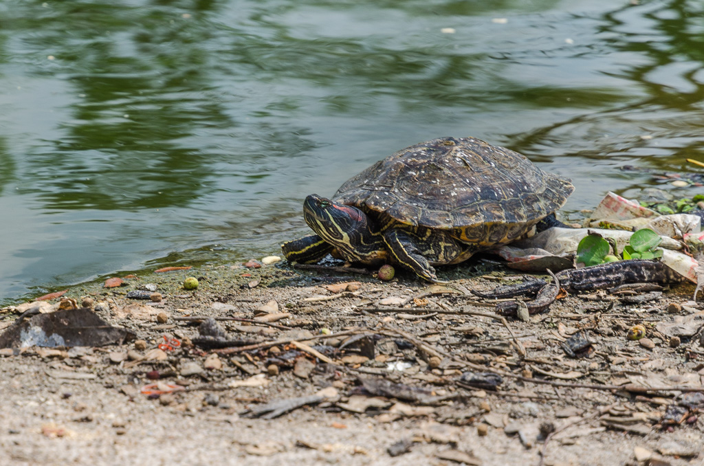 Turtle-at-Banbung-YPE-3.jpg