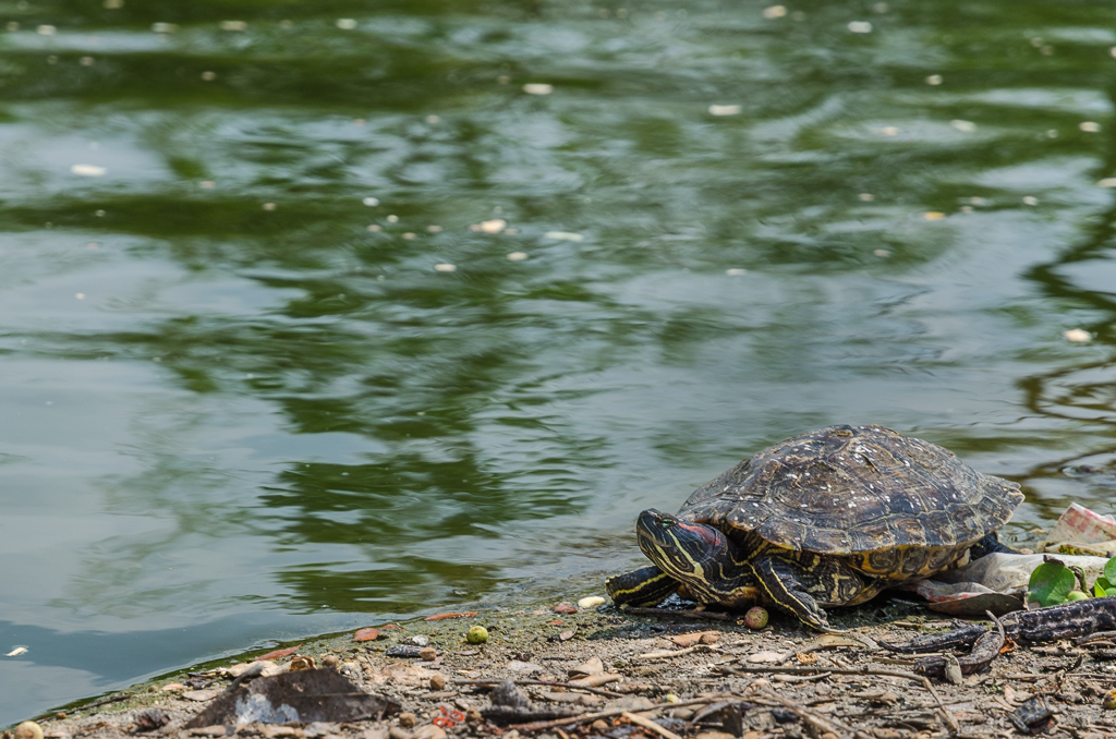 Turtle-at-Banbung-YPE-4.jpg