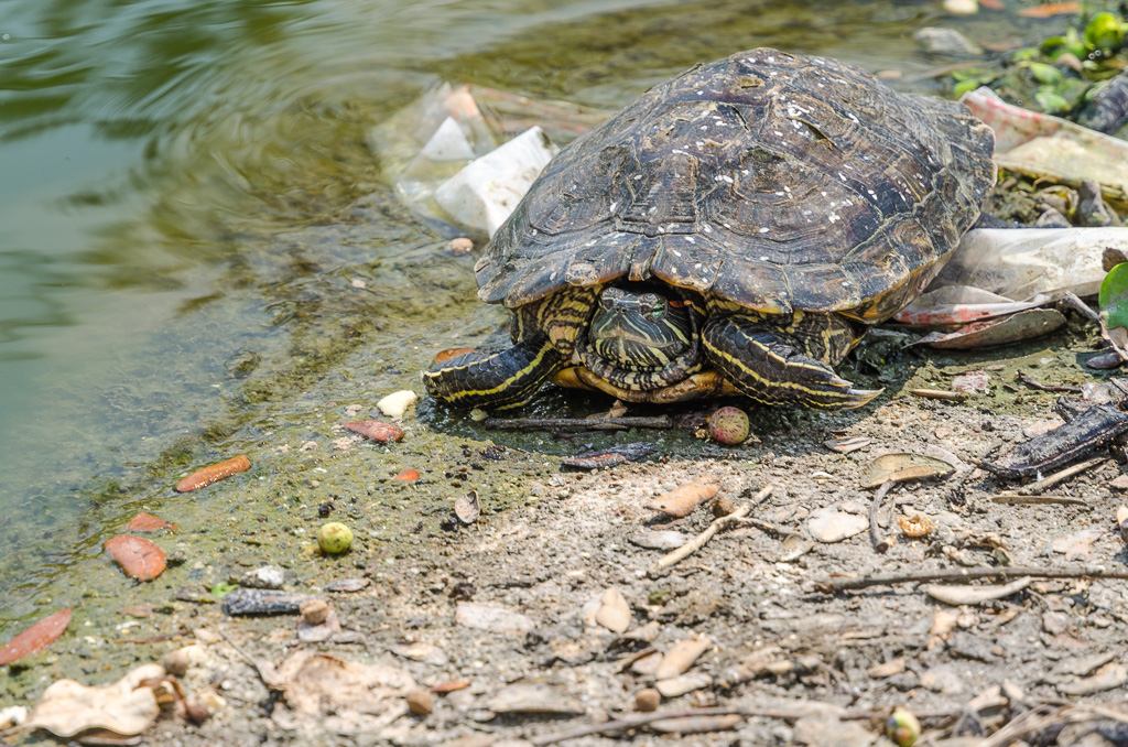 Turtle-at-Banbung-YPE-5.jpg