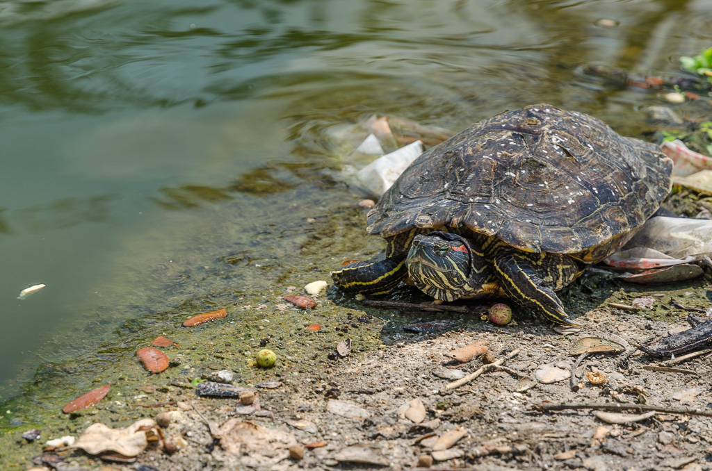 Turtle-at-Banbung-YPE-6.jpg