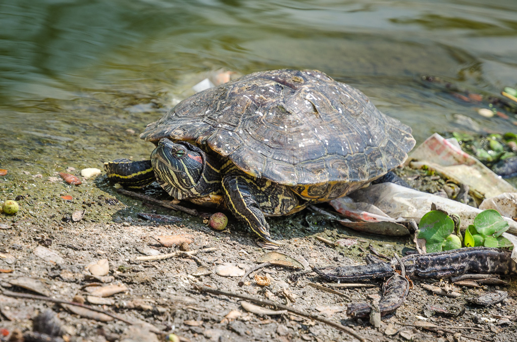 Turtle-at-Banbung-YPE-7.jpg