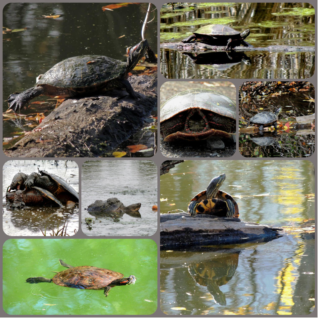 turtle collage.jpg