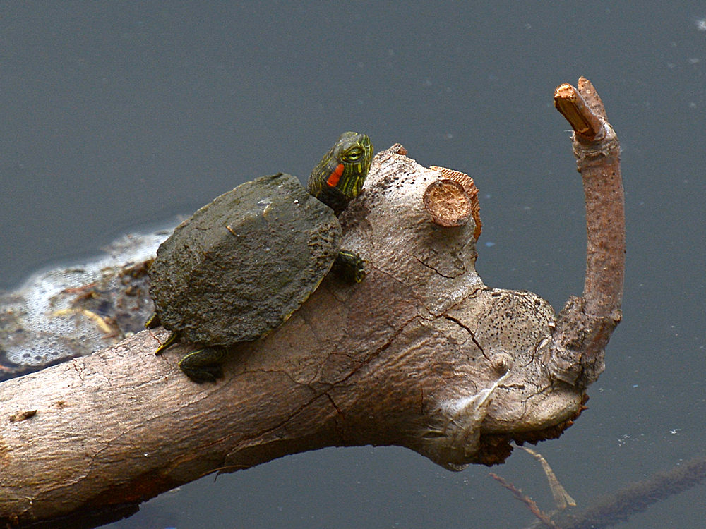 Turtle.jpg