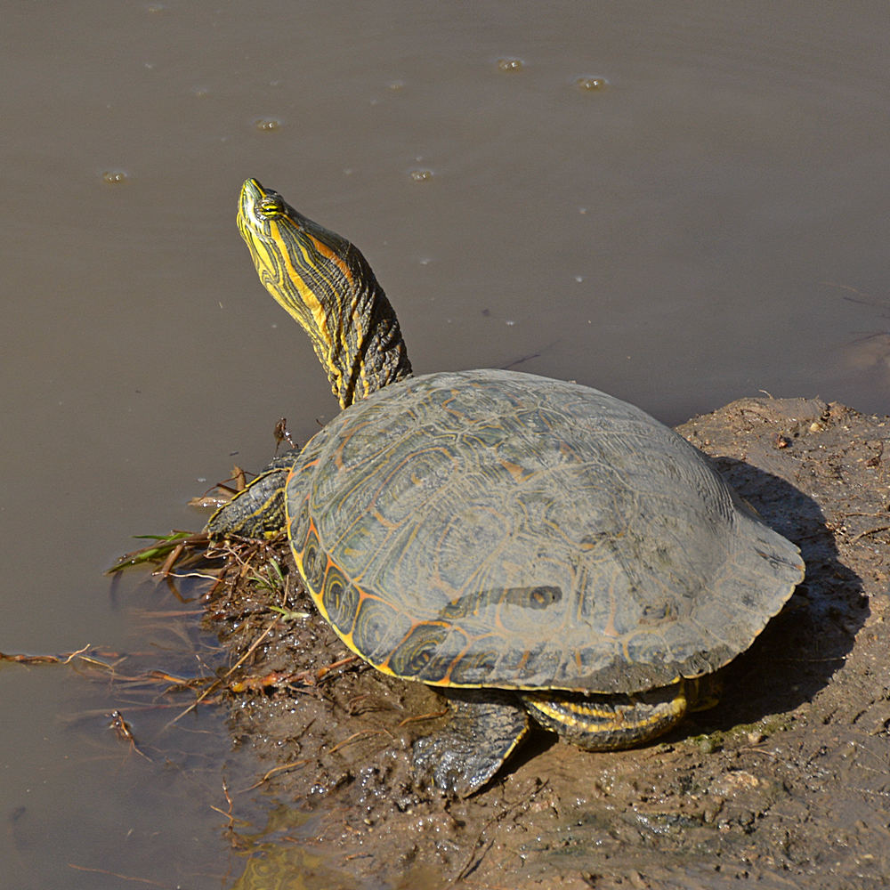 Turtle.jpg