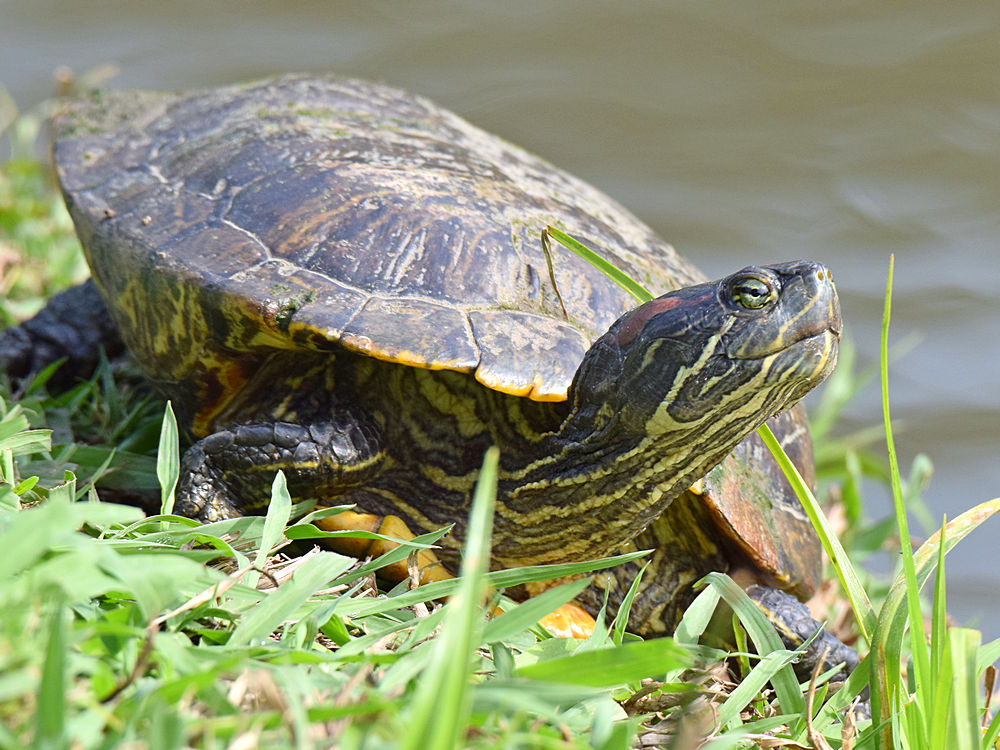 Turtle.jpg