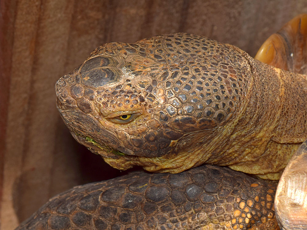 Turtle.jpg