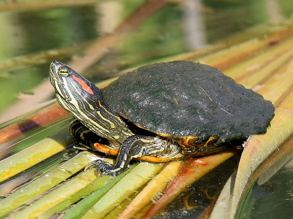 Turtle.jpg