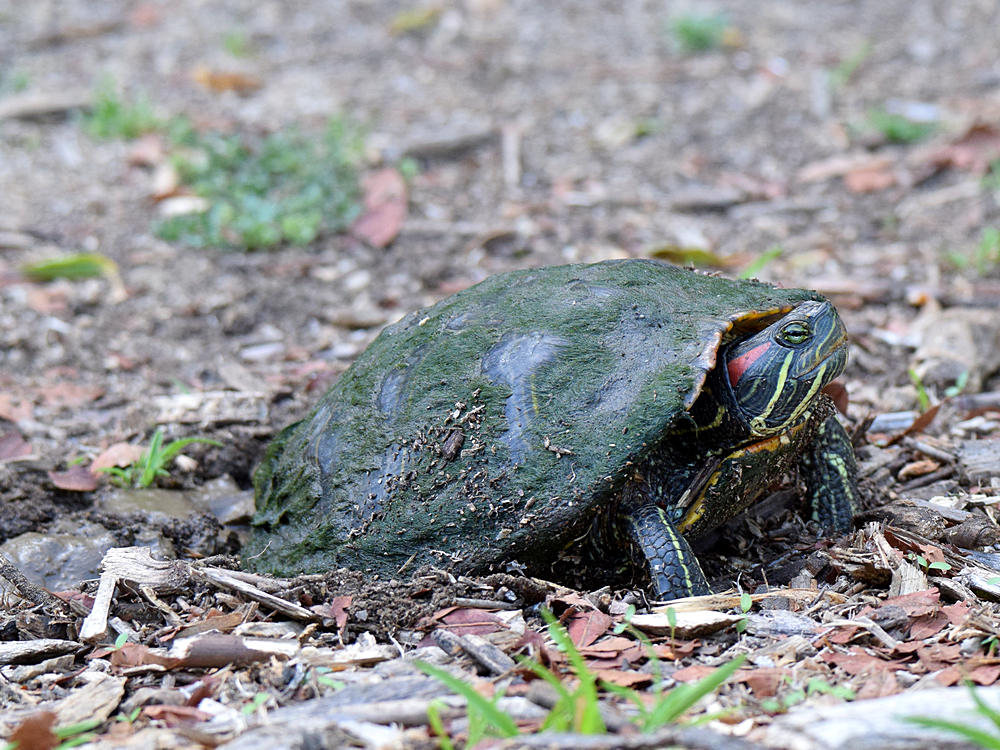 Turtle.jpg