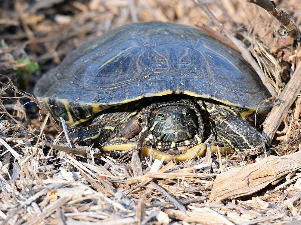 Turtle.jpg
