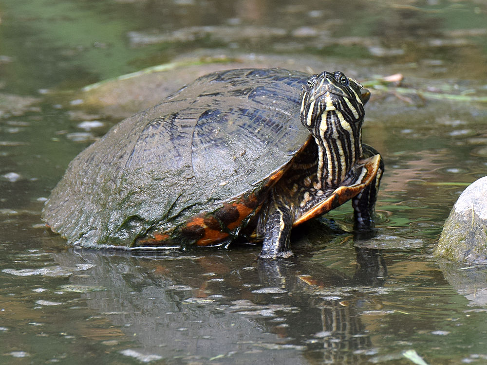 Turtle.jpg