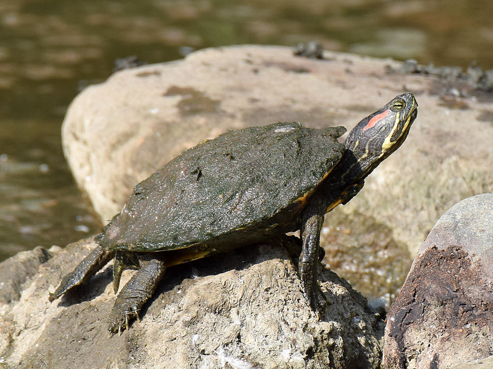 Turtle.jpg