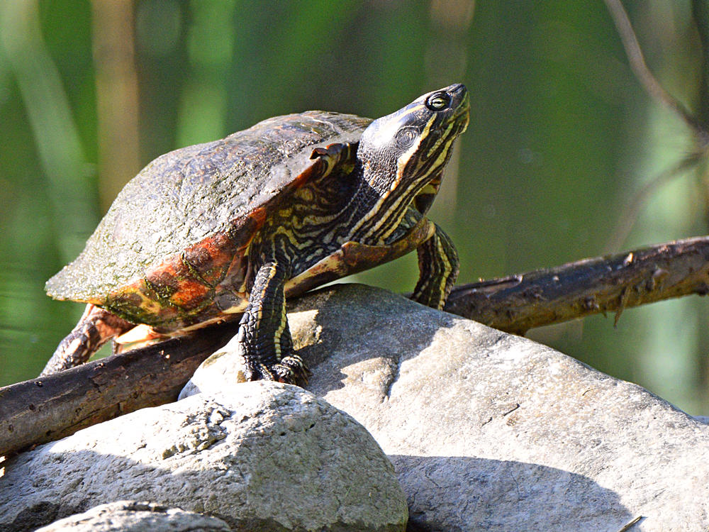 Turtle.jpg