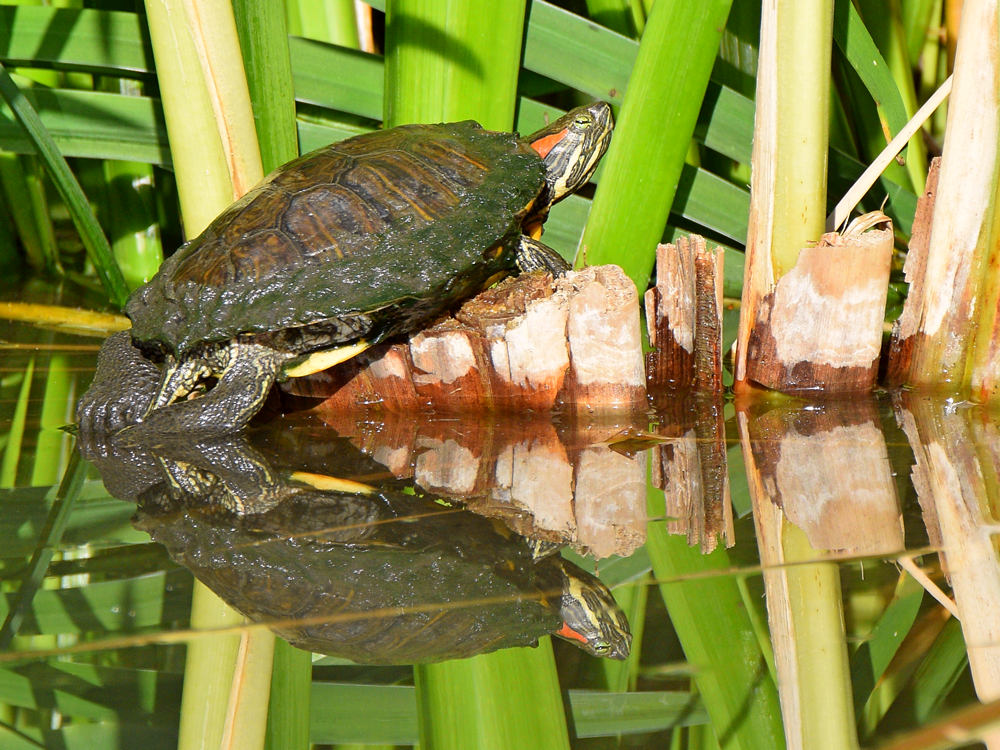 Turtle.jpg