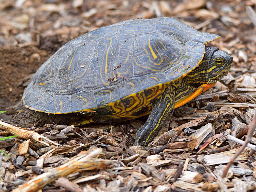 Turtle.jpg