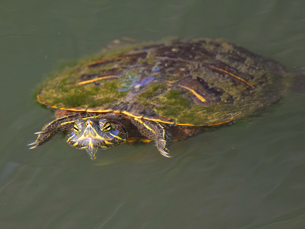 Turtle.jpg