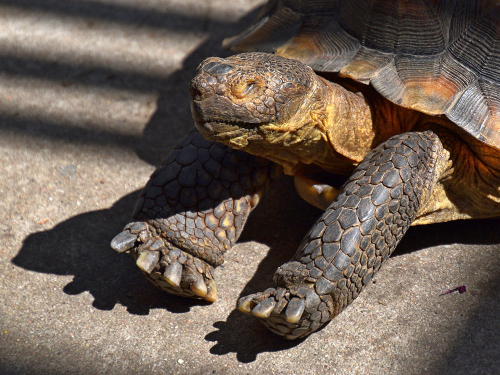 Turtle.jpg