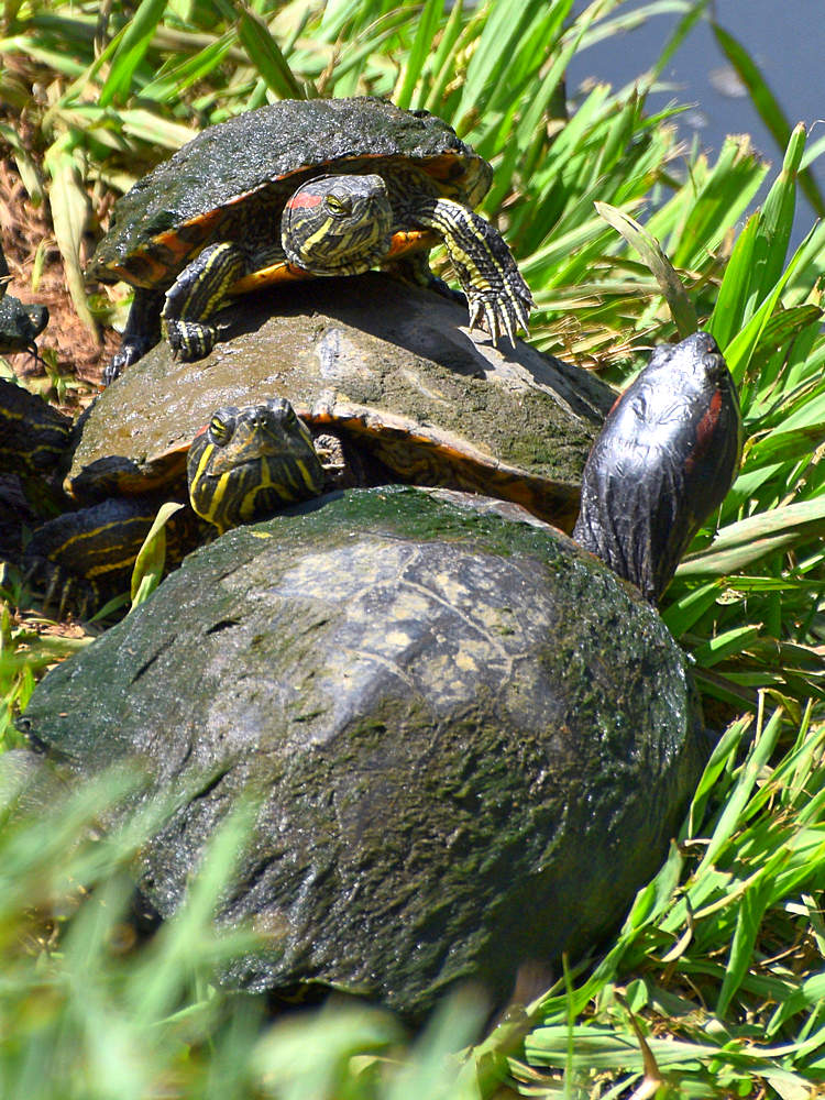 Turtle.jpg