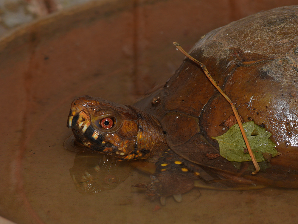Turtle.jpg