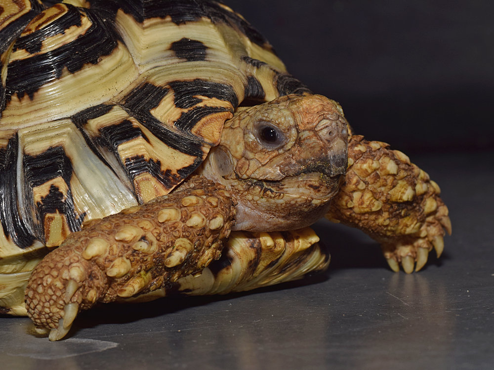 Turtle.jpg