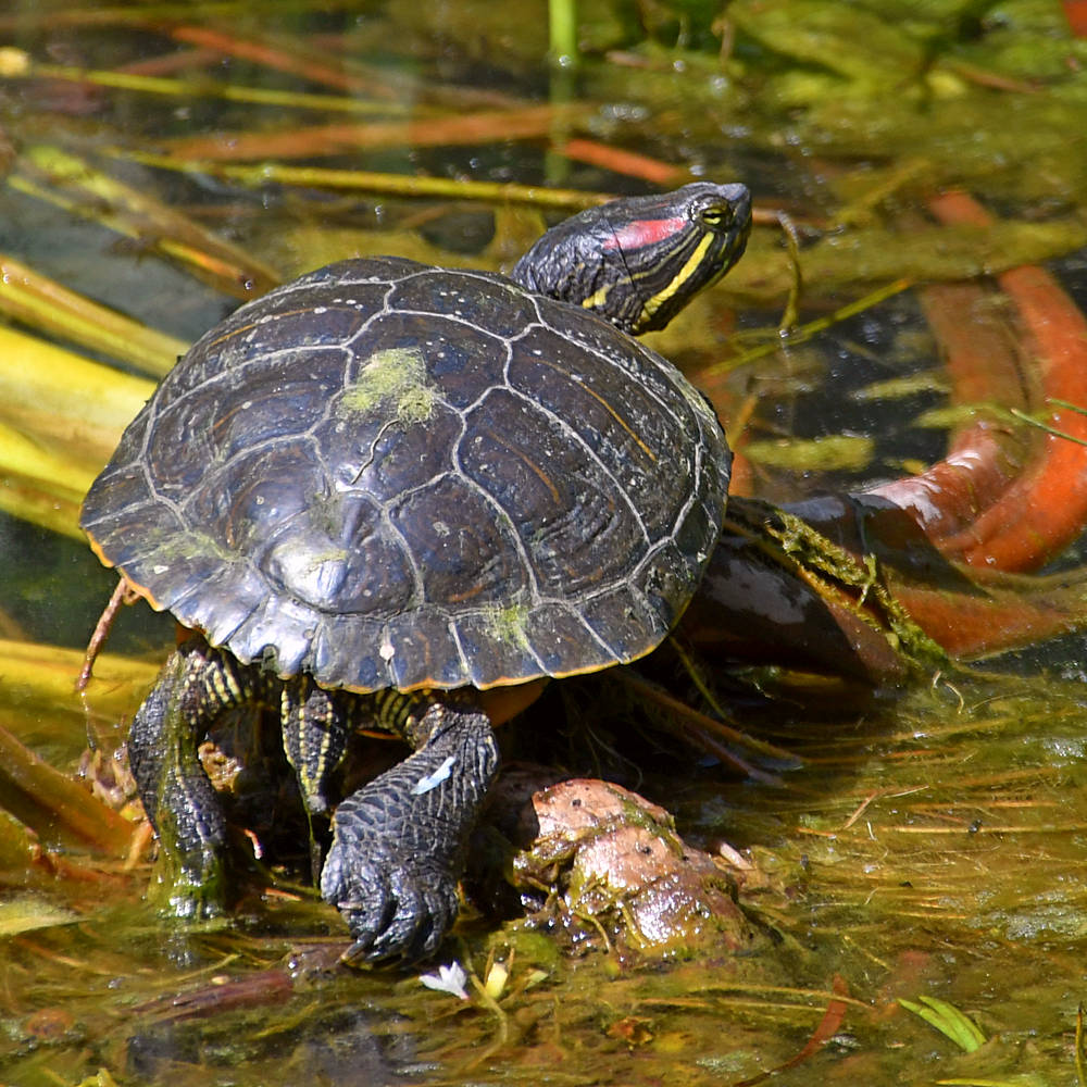 Turtle.jpg