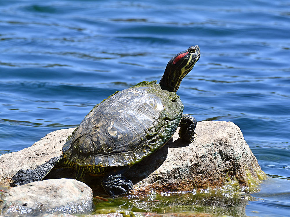 Turtle.jpg