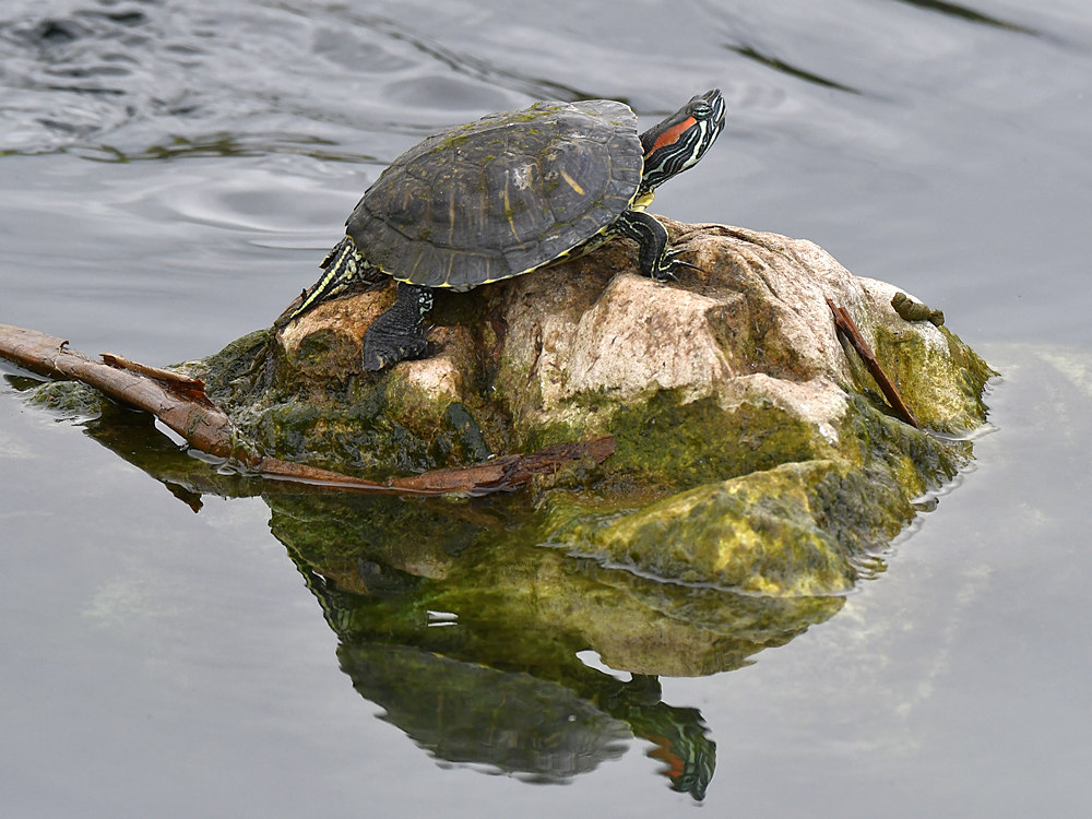 Turtle.jpg