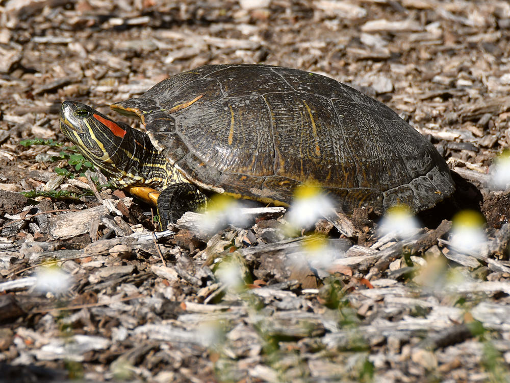 Turtle.jpg