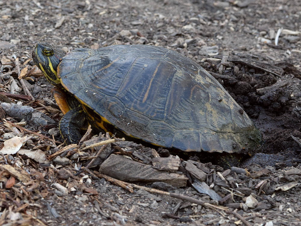 Turtle.jpg