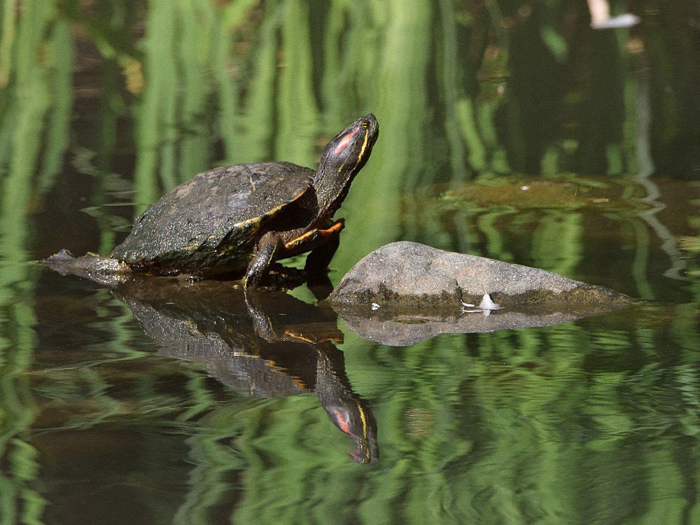 Turtle.jpg