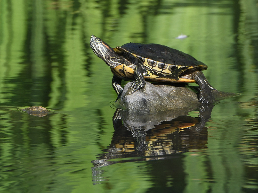 Turtle.jpg