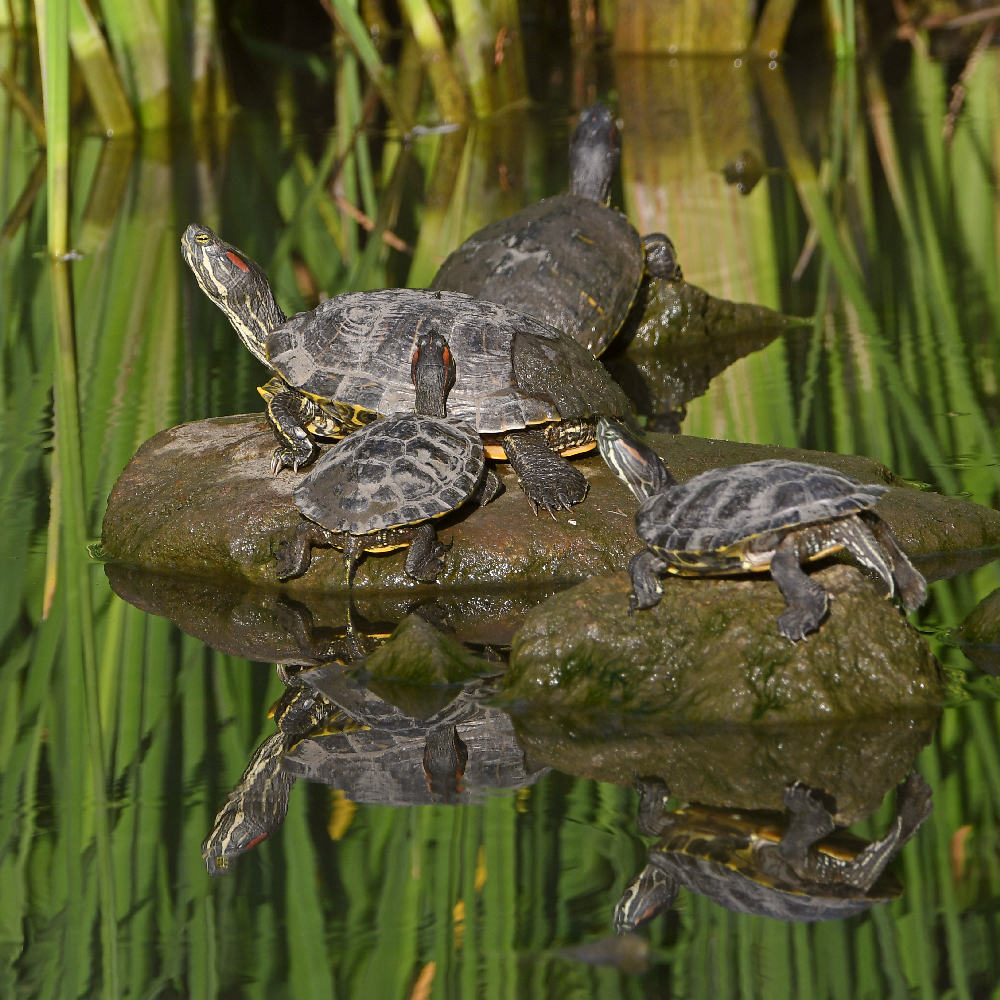Turtle.jpg