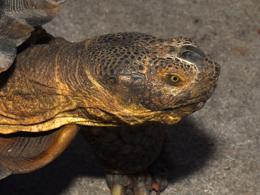 Turtle.jpg