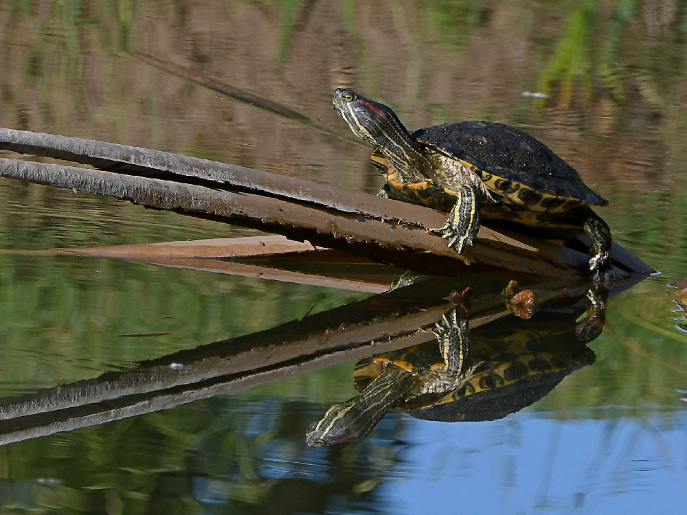 Turtle.jpg