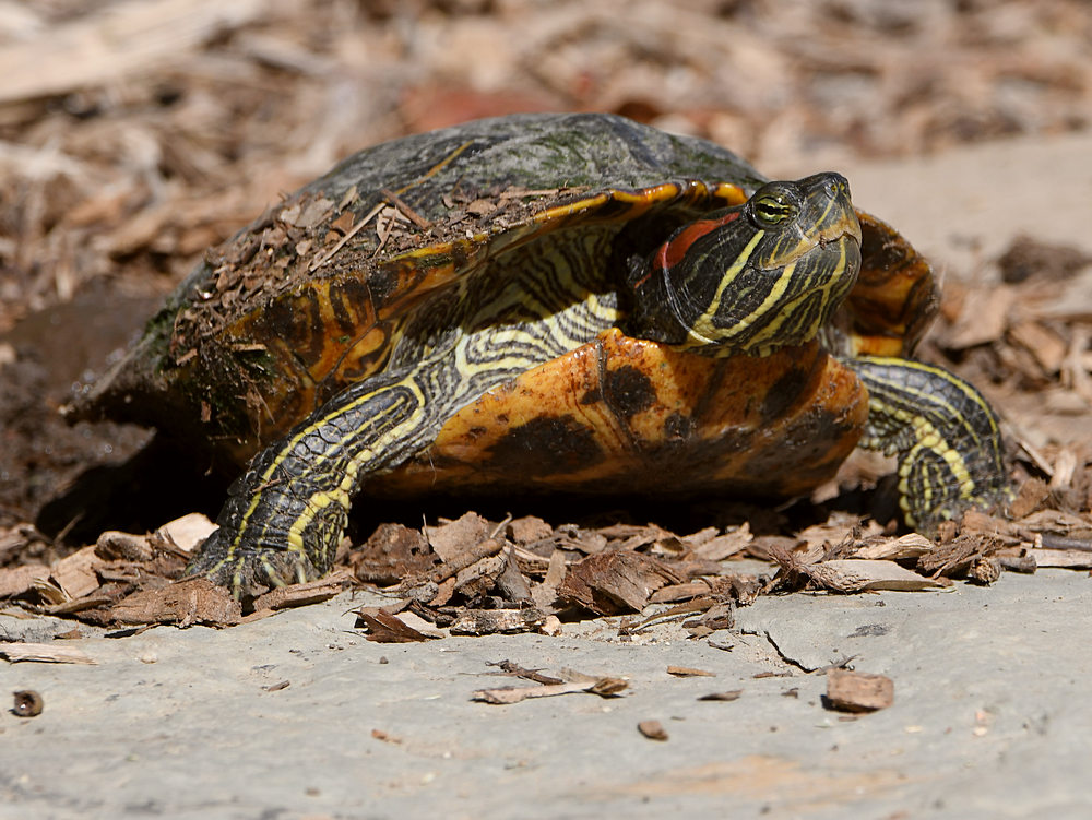Turtle.jpg
