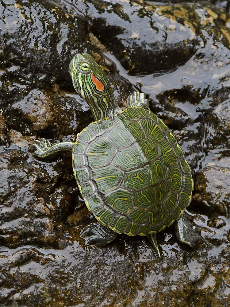 Turtle.jpg