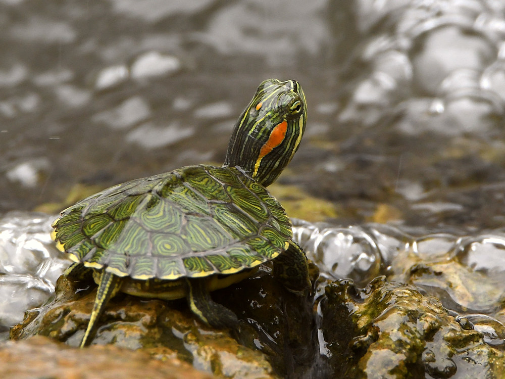 Turtle.jpg
