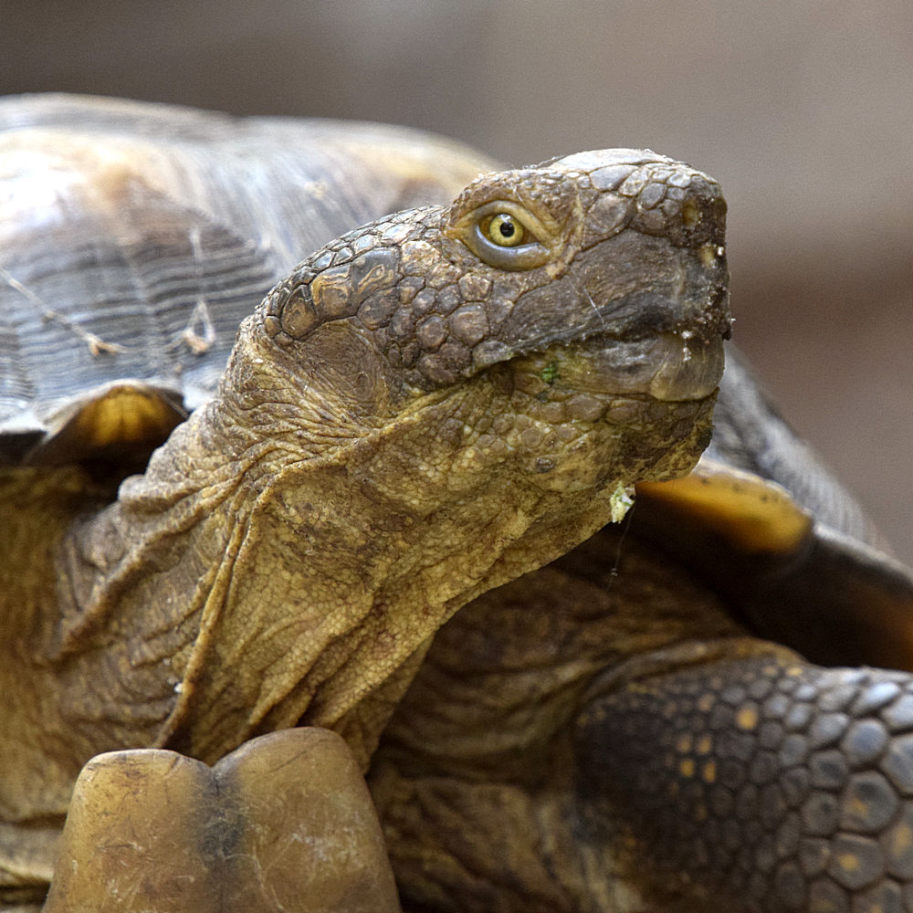 Turtle.jpg