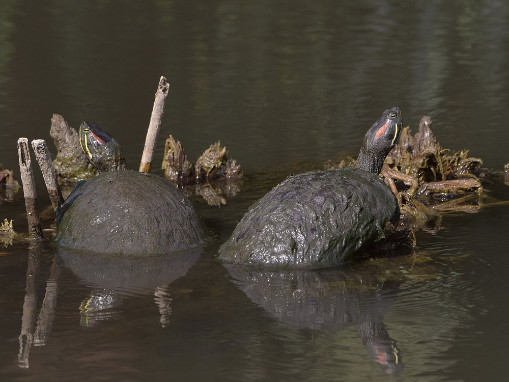 Turtle.jpg