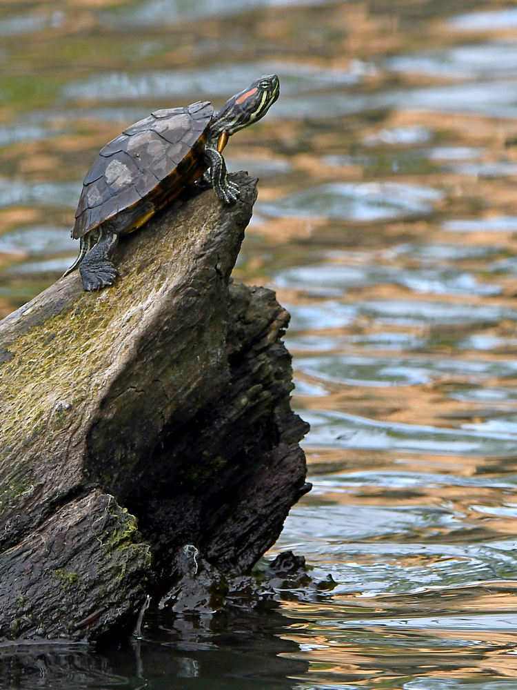 Turtle.JPG