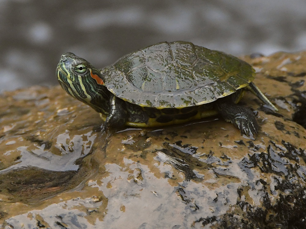 Turtle.jpg