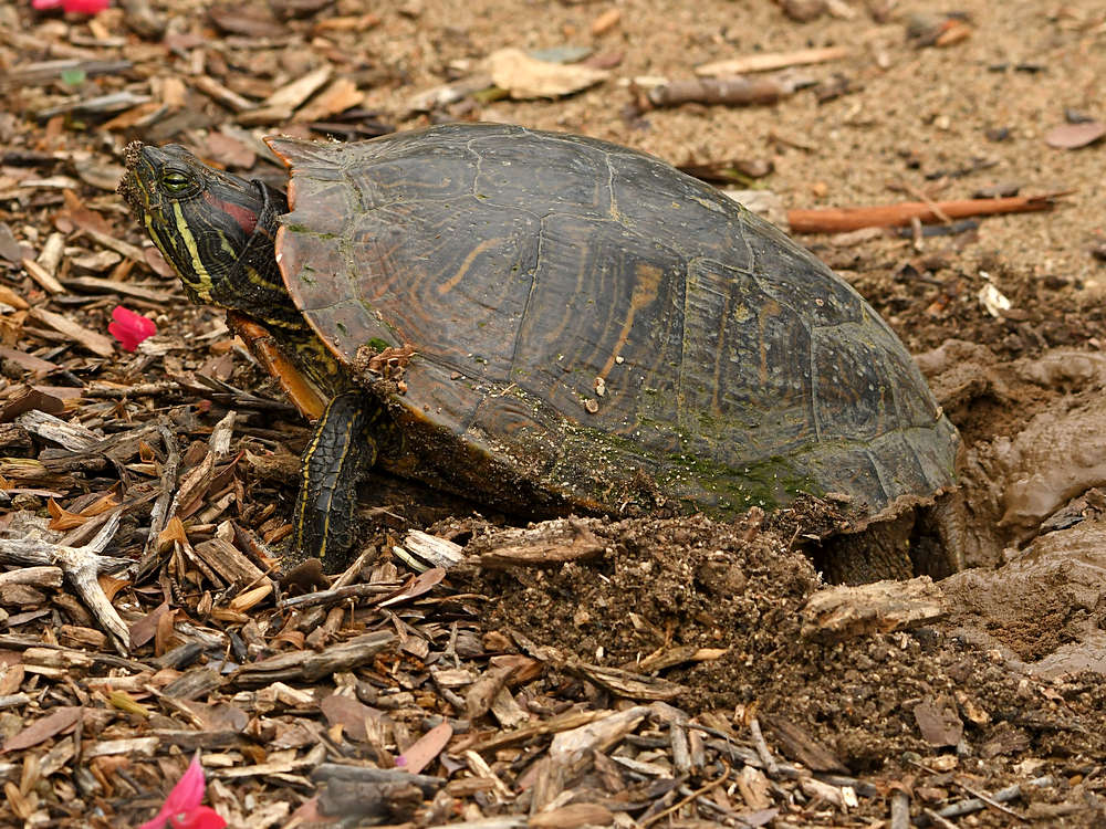 Turtle.jpg
