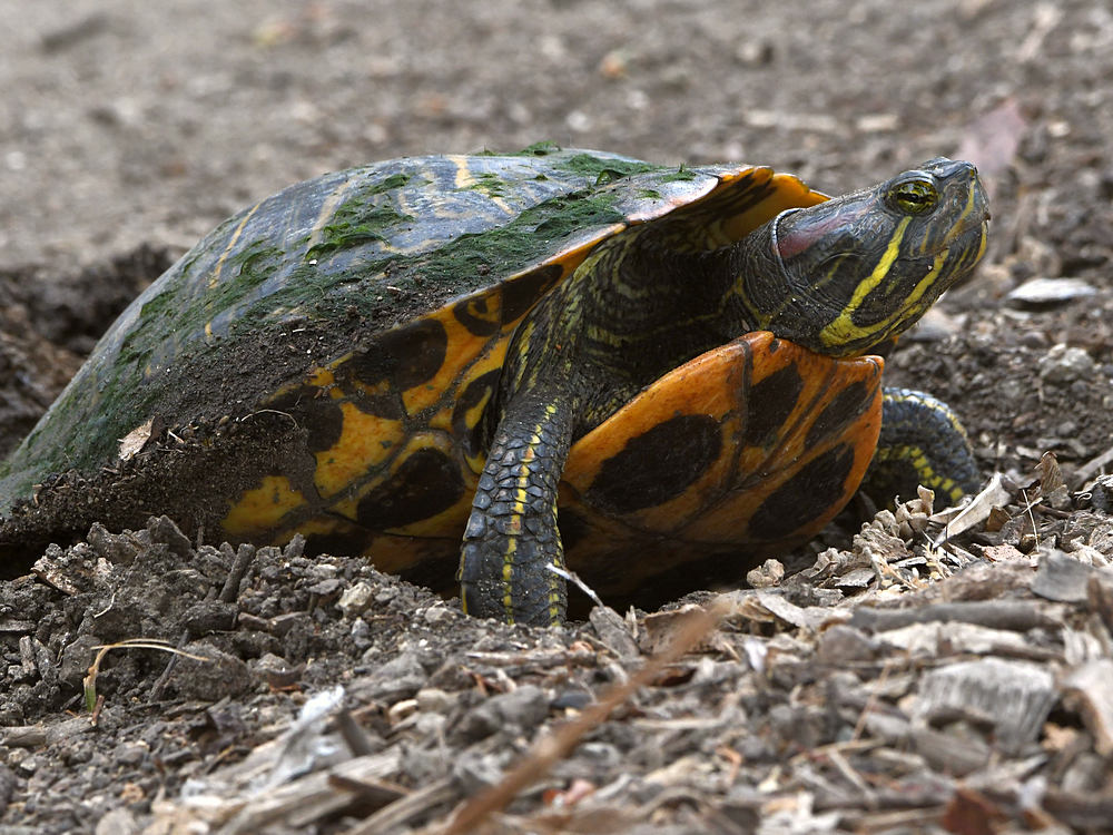 Turtle.jpg