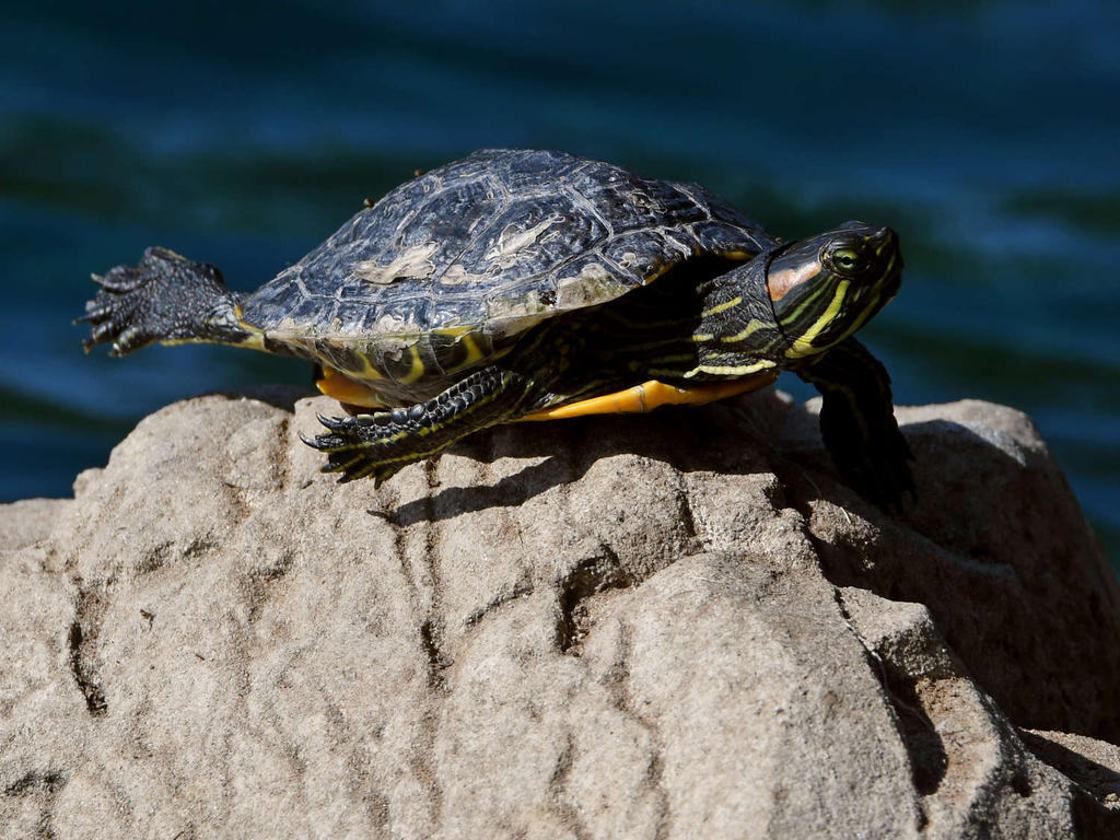 Turtle.jpg
