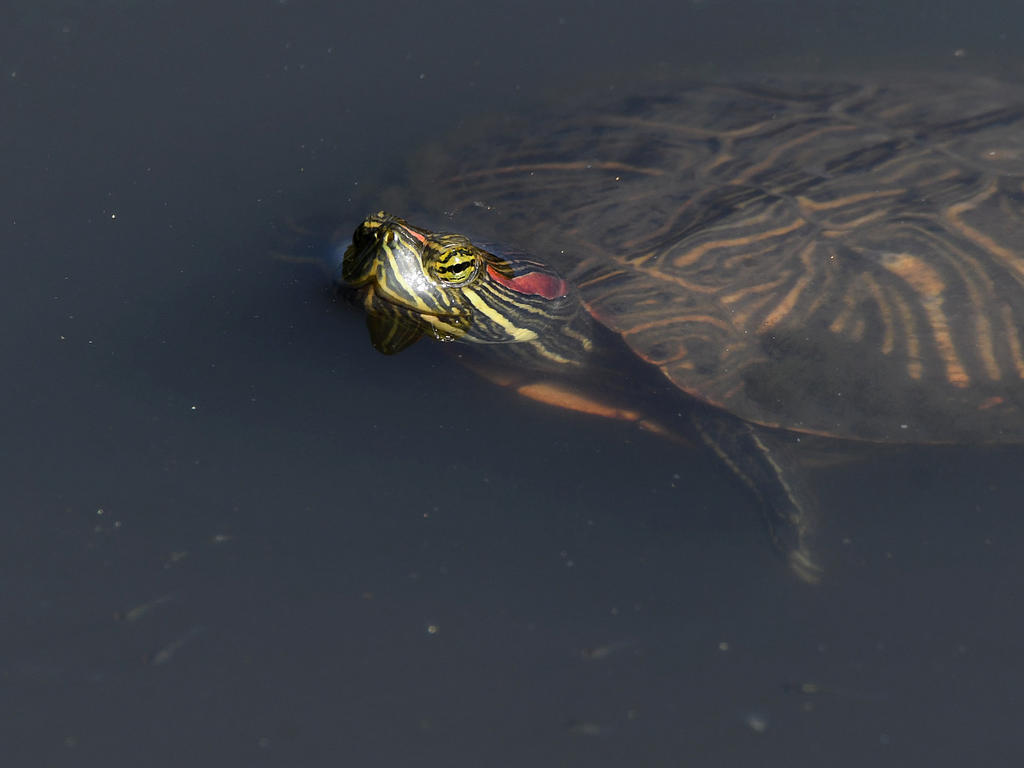 Turtle.jpg