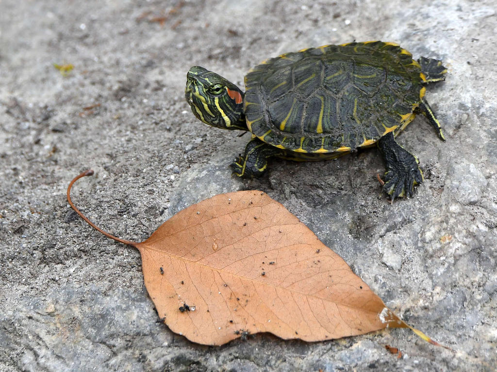 Turtle.jpg