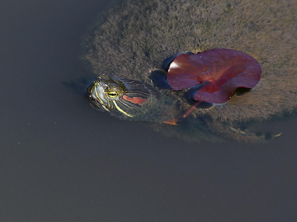 Turtle.jpg